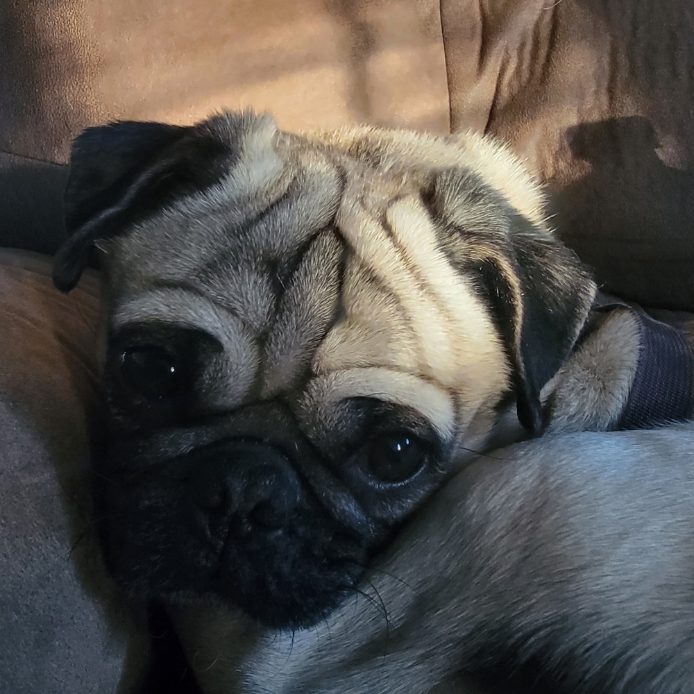 Meet your Posher, Maria